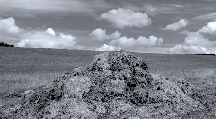 Organic Waste